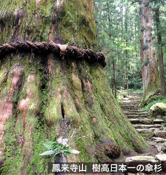 鳳来寺山樹高日本一の傘杉
