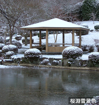 桜淵雪景色